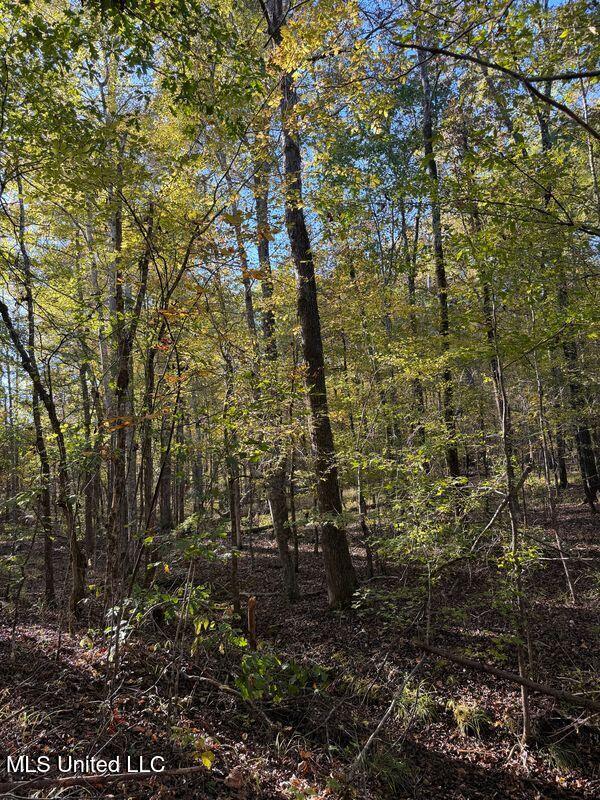 4348 Big Creek Road Sturgis, MS 39769 - Photo 8 of 23 8