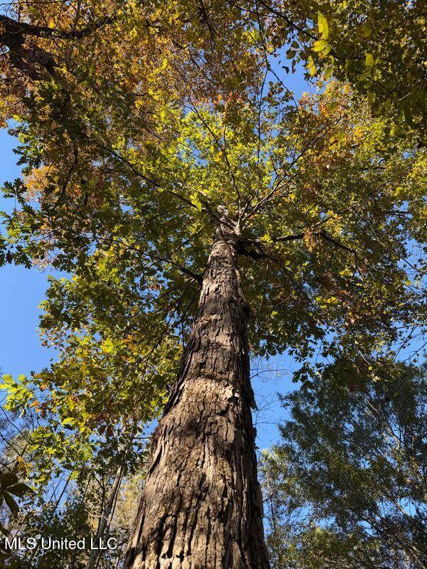 4348 Big Creek Road Sturgis, MS 39769 - Photo 9 of 23 9