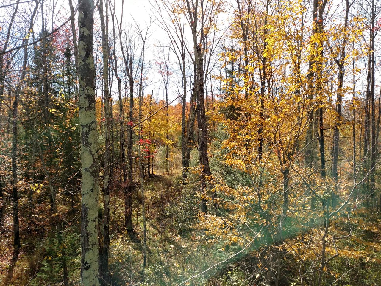 7123 Fadness Road Winter, WI 54896 - Photo 15 of 43 Gallery Image 15