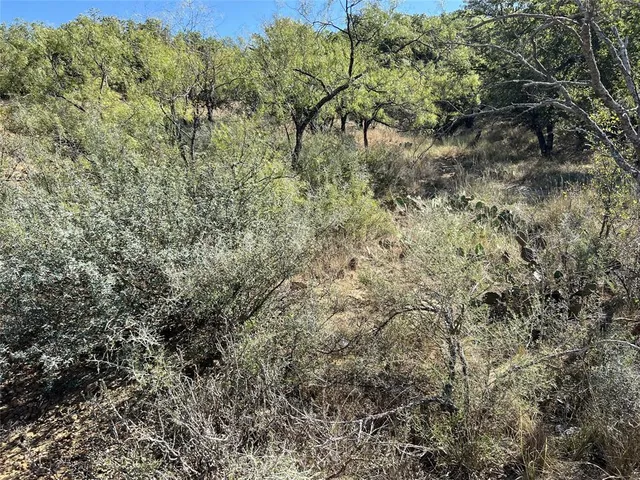 a view of a forest with lots of trees