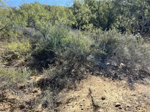 a view of a dry yard with large trees