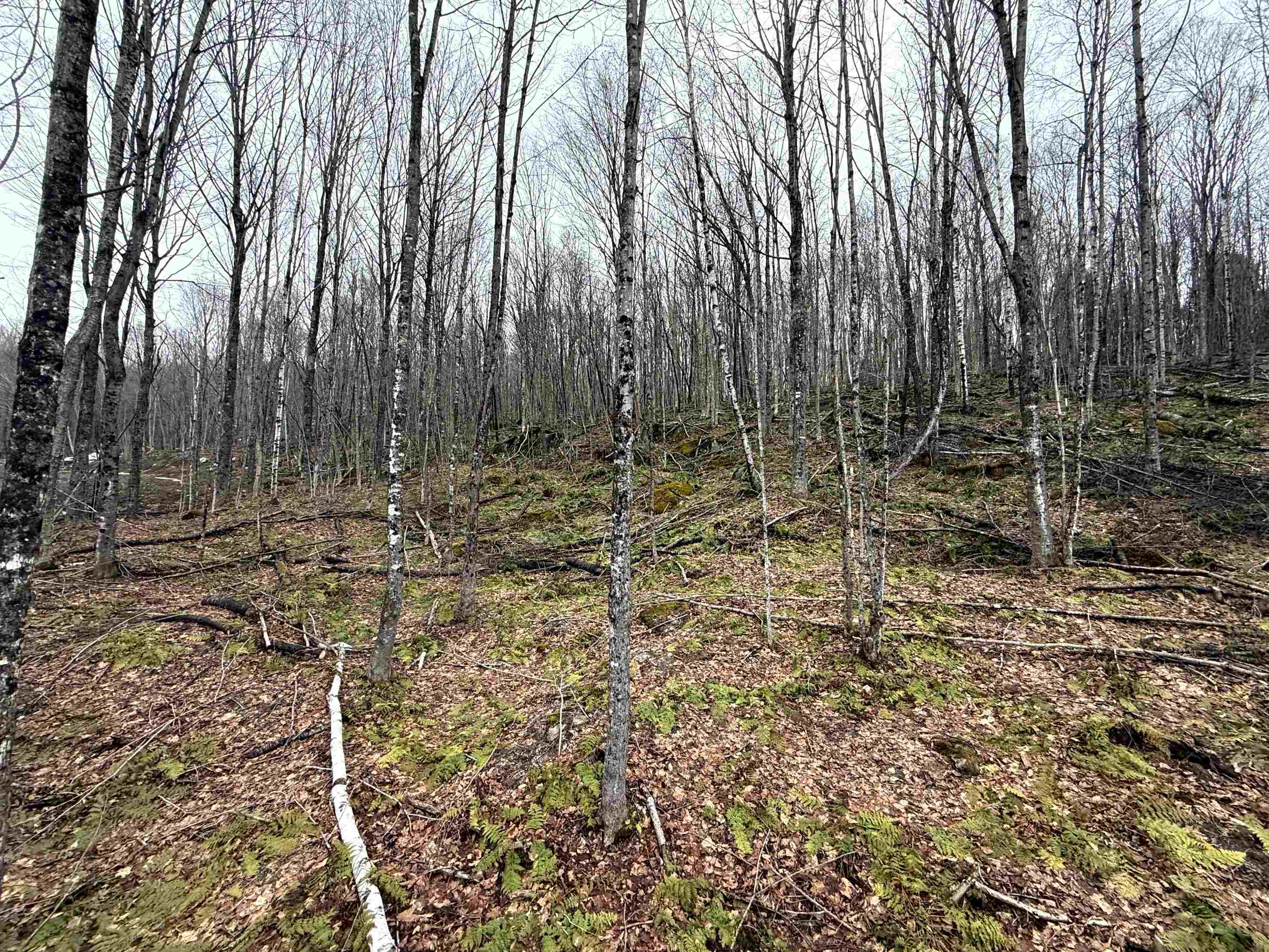 - Foliage Lane Orleans, VT 05860 - Photo 19 of 30