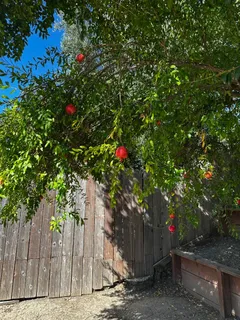 a tree lined with flowers