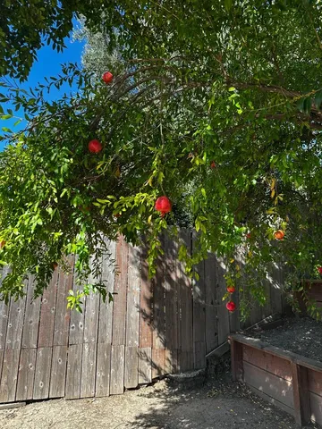 a tree lined with flowers