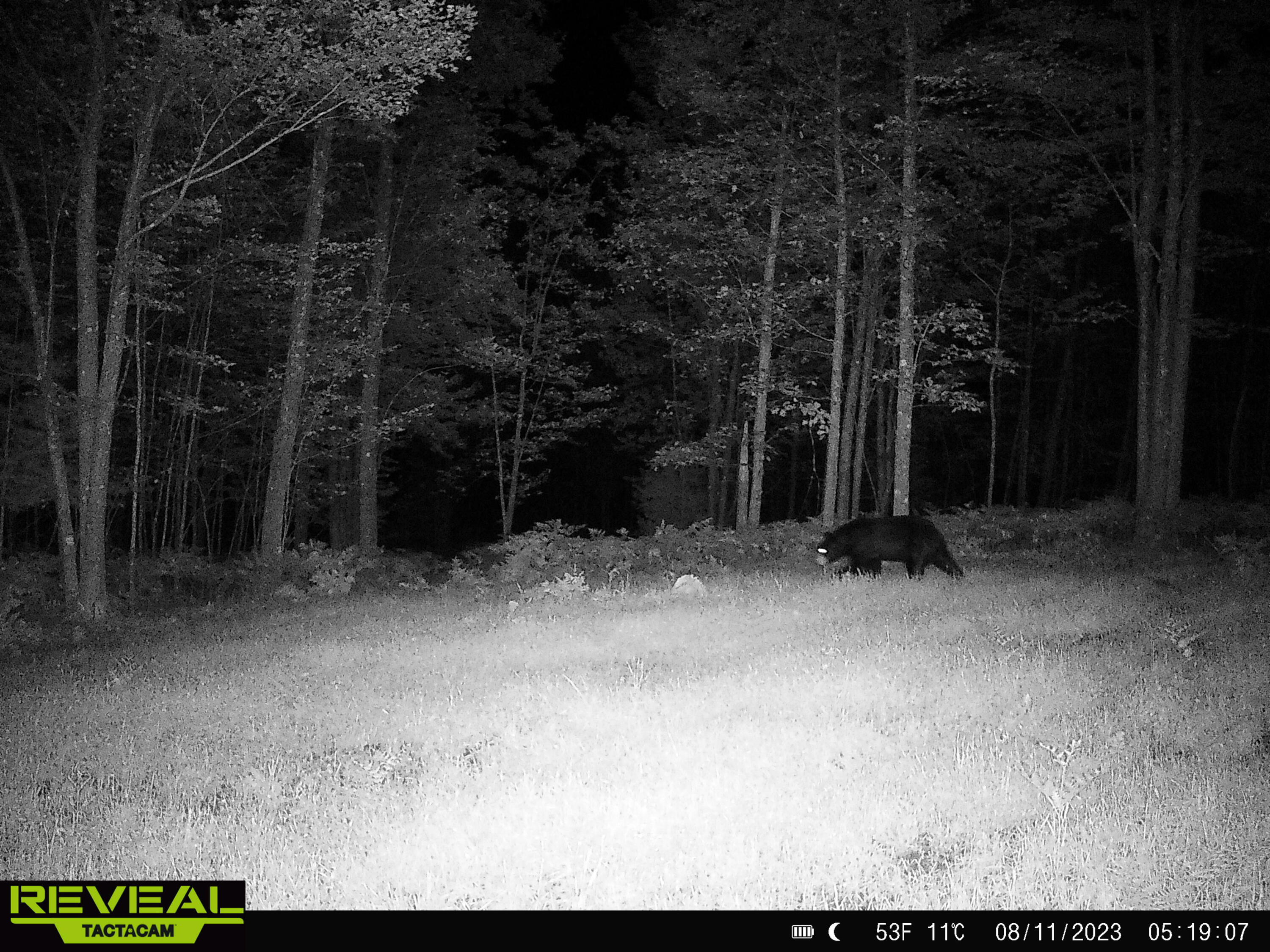 0 Taylor Road Lincoln, MI 48742 - Photo 13 of 15 Gallery Image 13