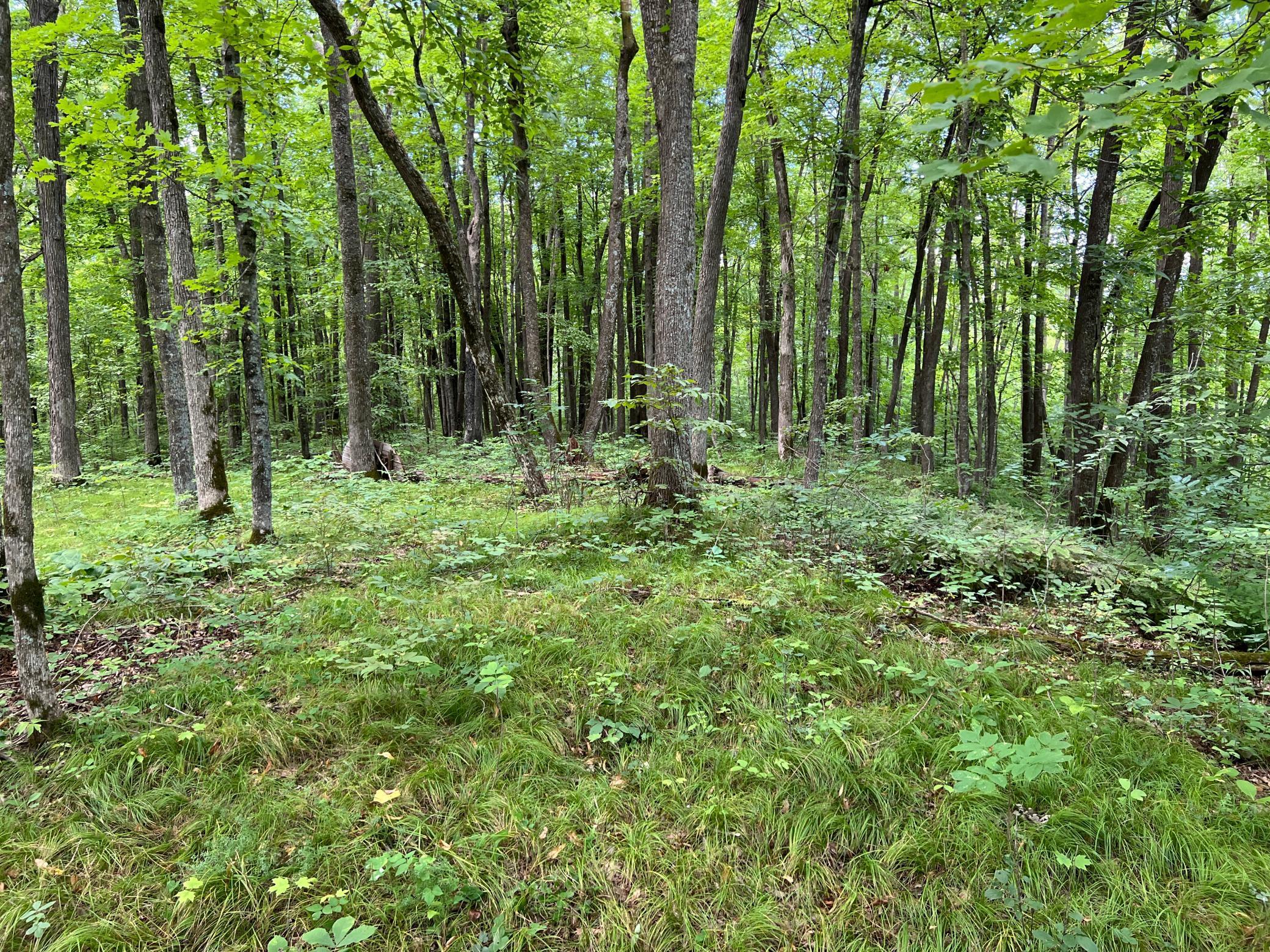 0 River Island Road Pine City, MN 55063 - Photo 6 of 29