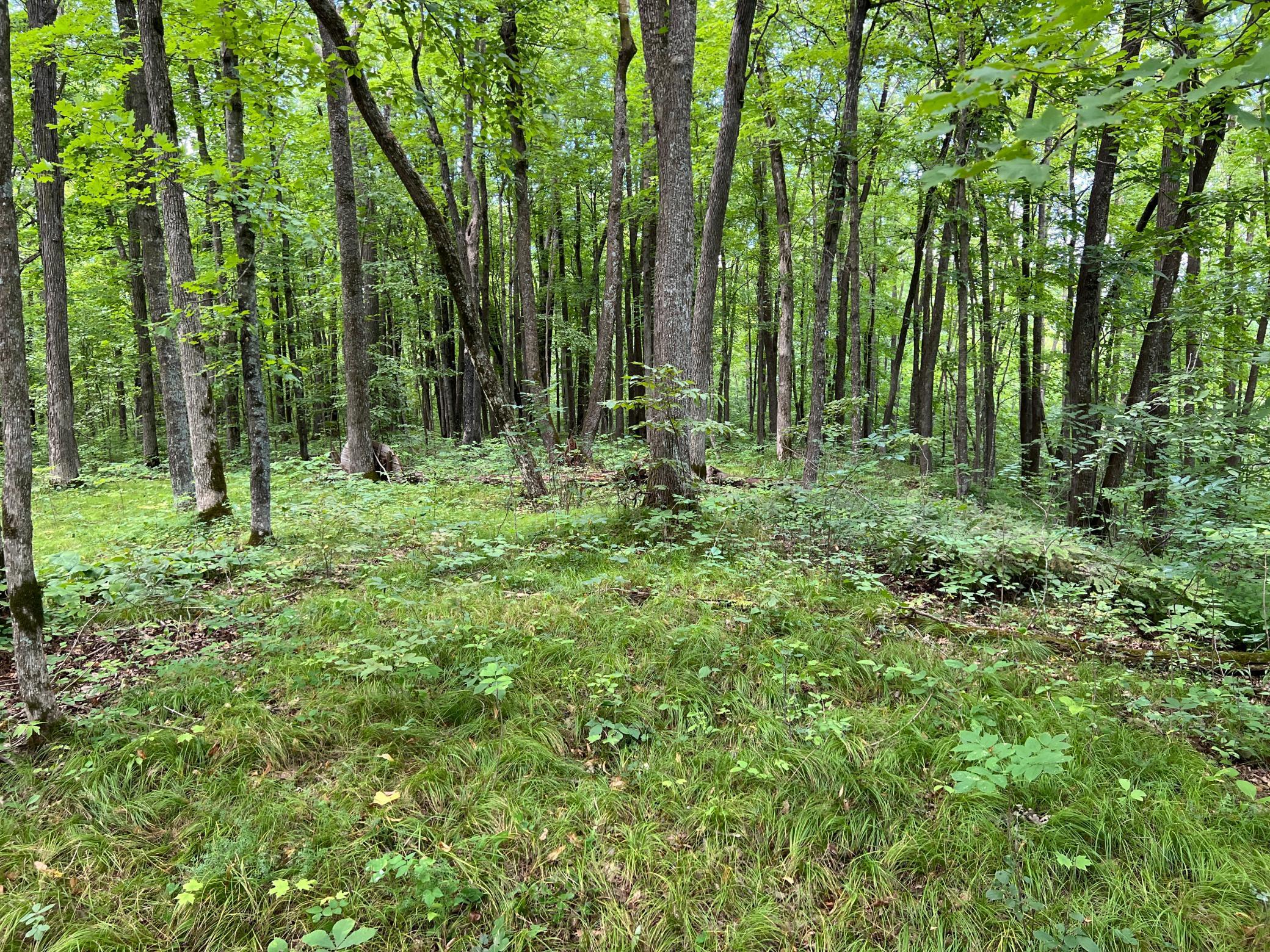 0 River Island Road Pine City, MN 55063 - Photo 7 of 29