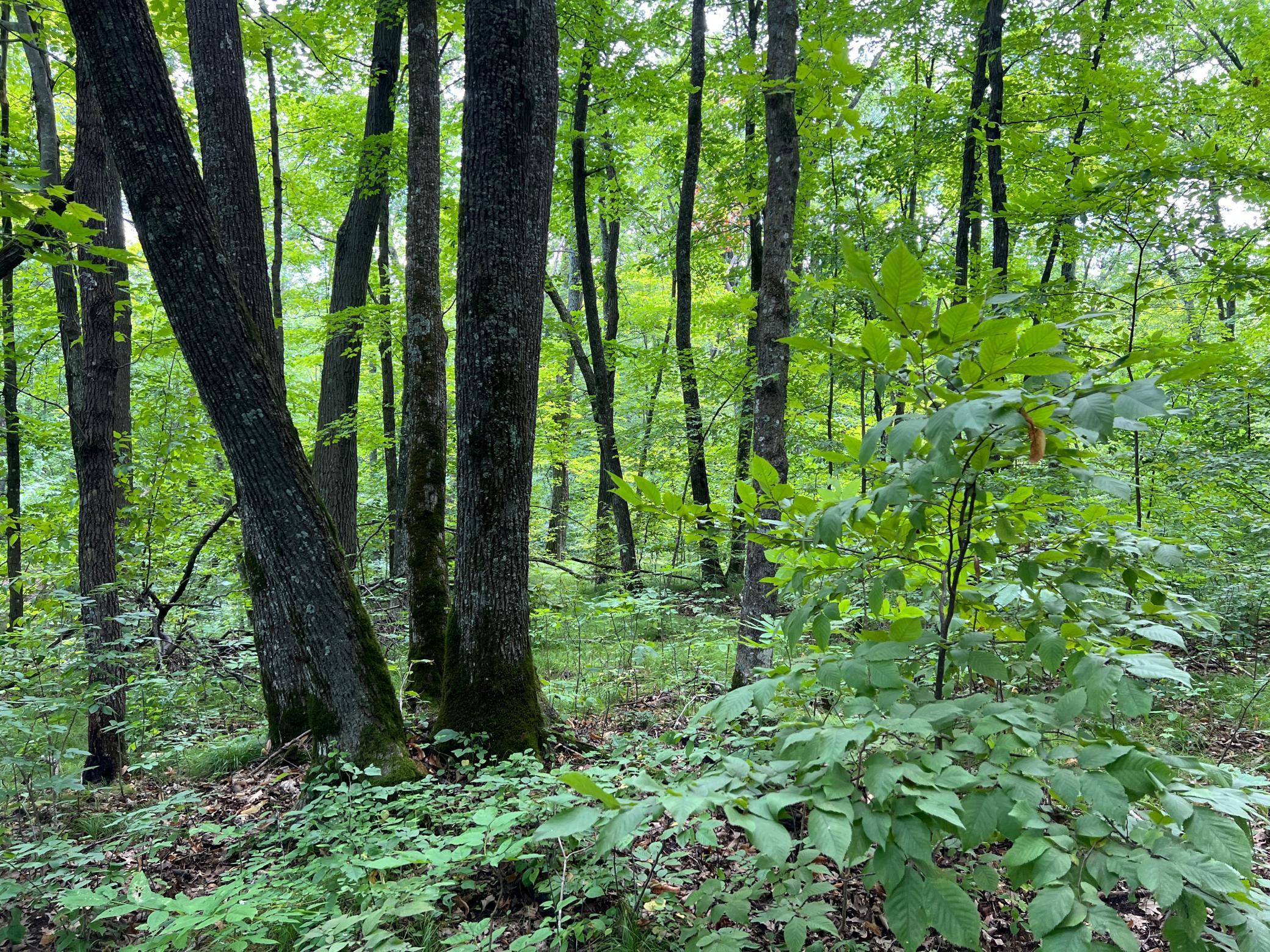 0 River Island Road Pine City, MN 55063 - Photo 10 of 29