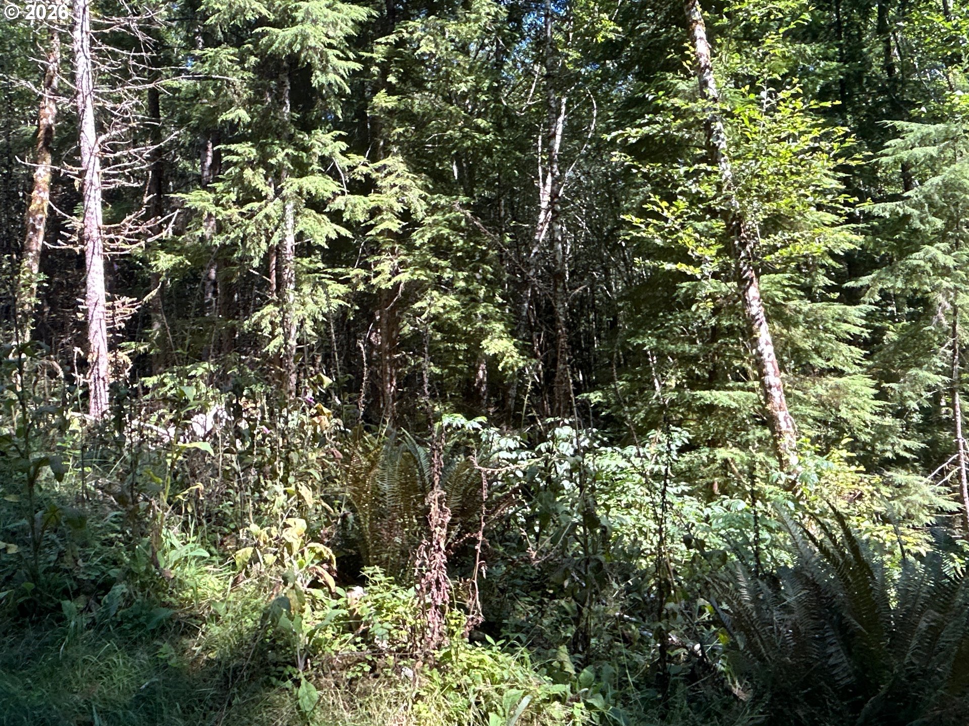 1 Eden Valley Road Rosburg, WA 98643 - Photo 6 of 11 a view of a tree