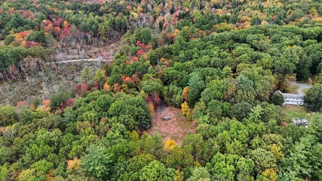 a view of a lush green forest with lots of trees