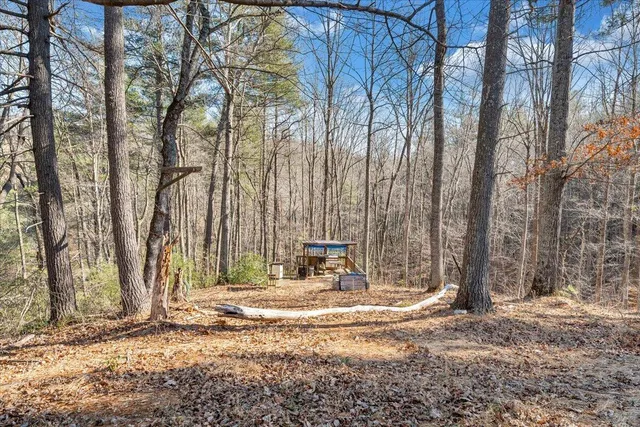 a view of a yard with large trees
