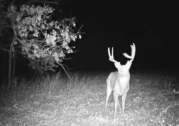 $249,000 | Tbd South Tbd S J Highway, Stockton, MO 65785