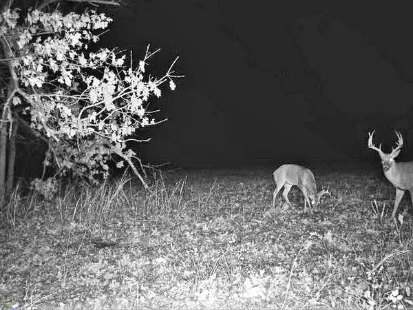 $249,000 | Tbd South Tbd S J Highway, Stockton, MO 65785