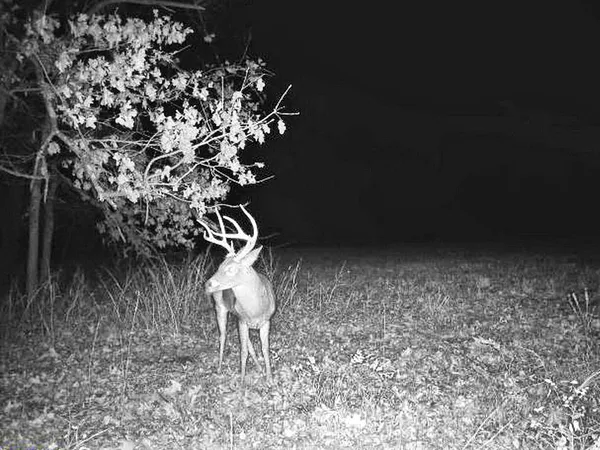 $249,000 | Tbd South Tbd S J Highway, Stockton, MO 65785