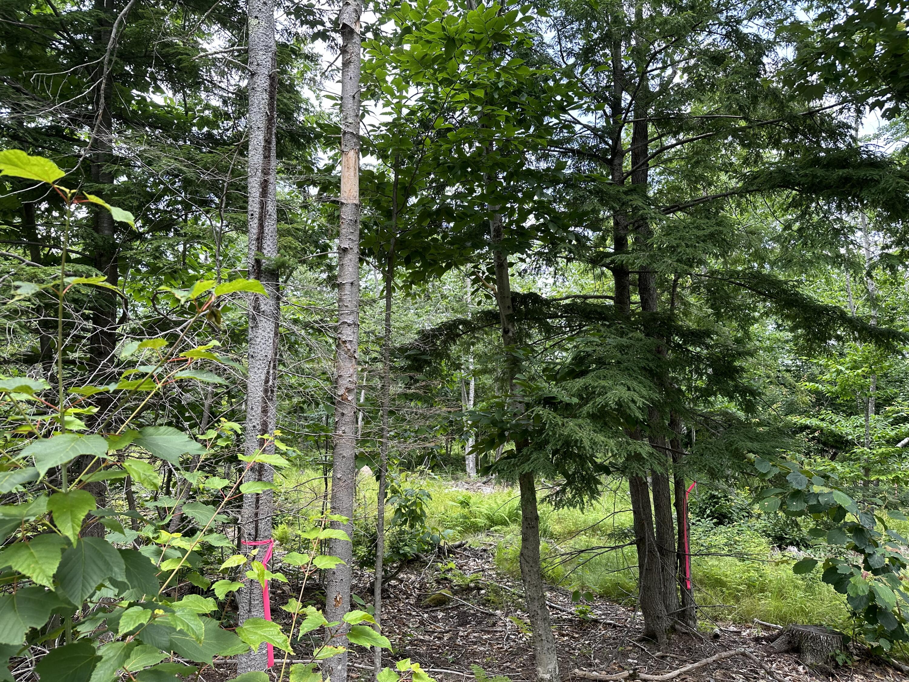 Lot 6-6 Hio Ridge Road Bridgton, ME 04009 - Photo 5 of 8 Photo 1