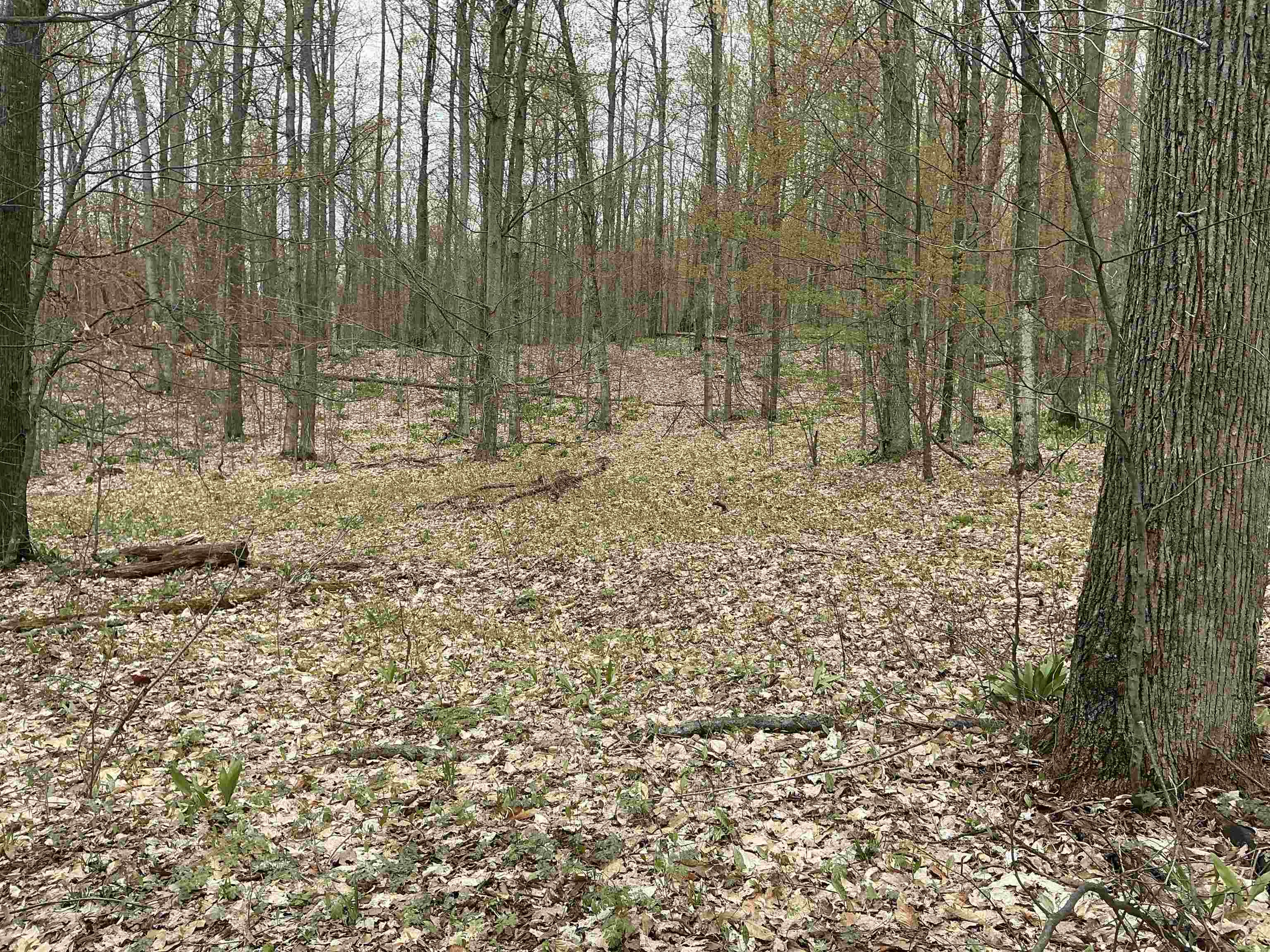 20-acres Zimmerman Road Northwest Alden, MI 49612 - Photo 6 of 11
