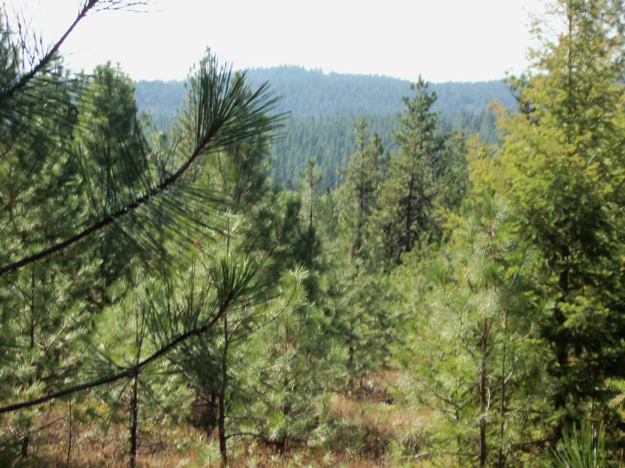Xx North Madison Road Chattaroy, WA 99003 - Photo 3 of 10