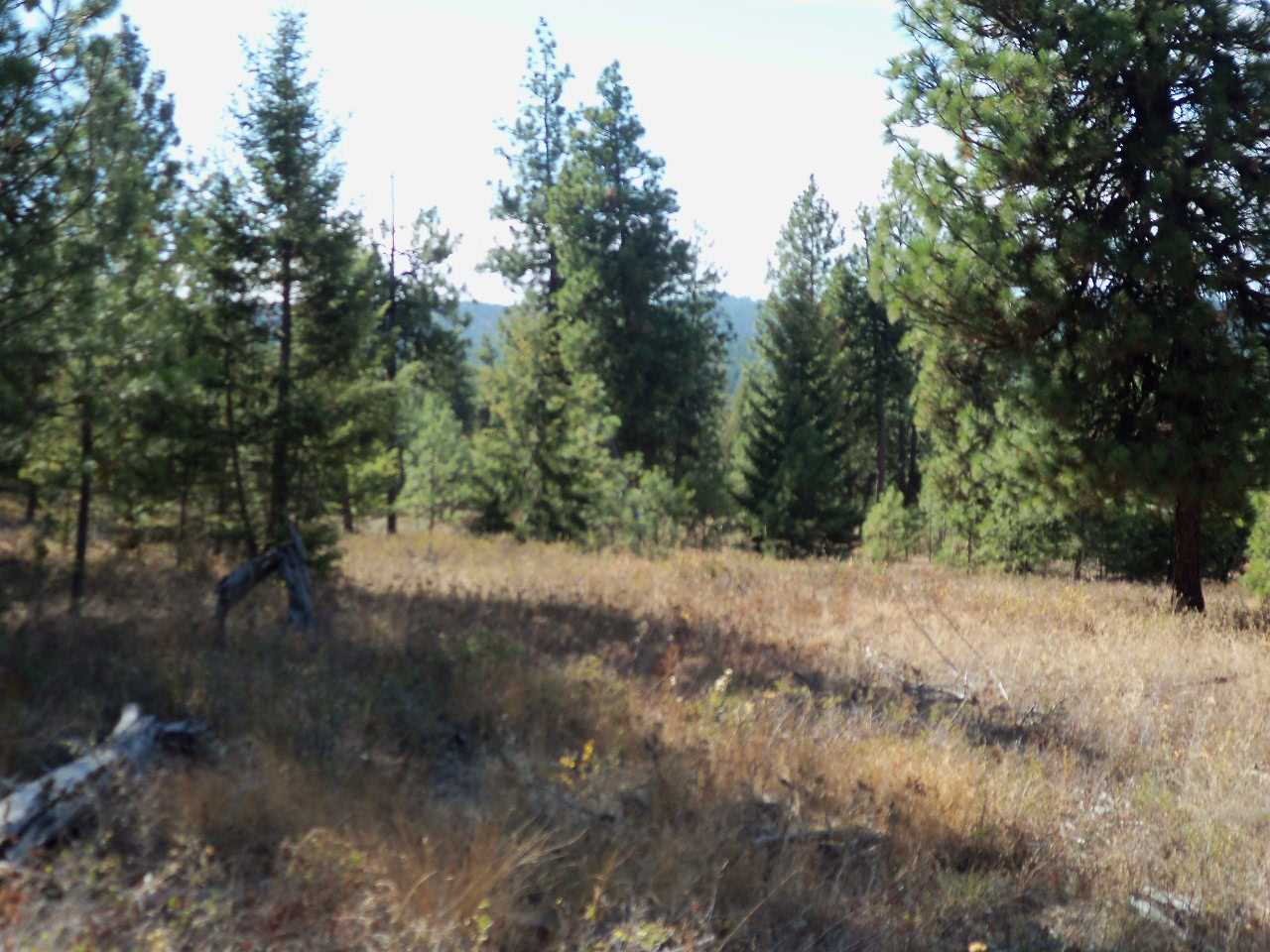 Xx North Madison Road Chattaroy, WA 99003 - Photo 6 of 10