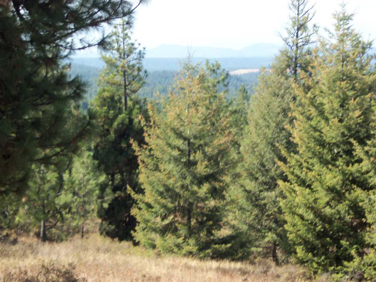 Xx North Madison Road Chattaroy, WA 99003 - Photo 7 of 10