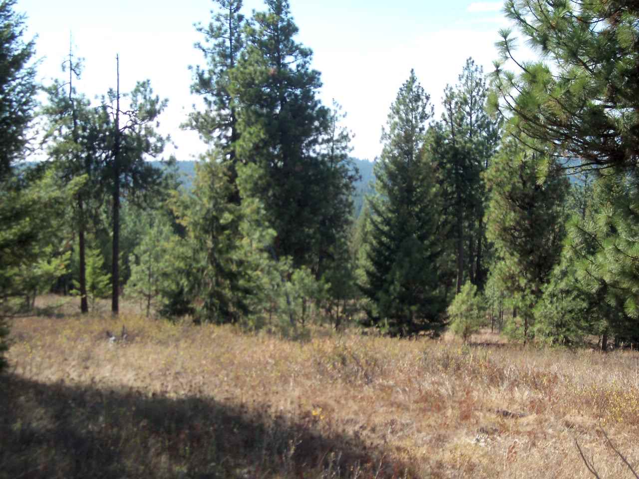 Xx North Madison Road Chattaroy, WA 99003 - Photo 8 of 10