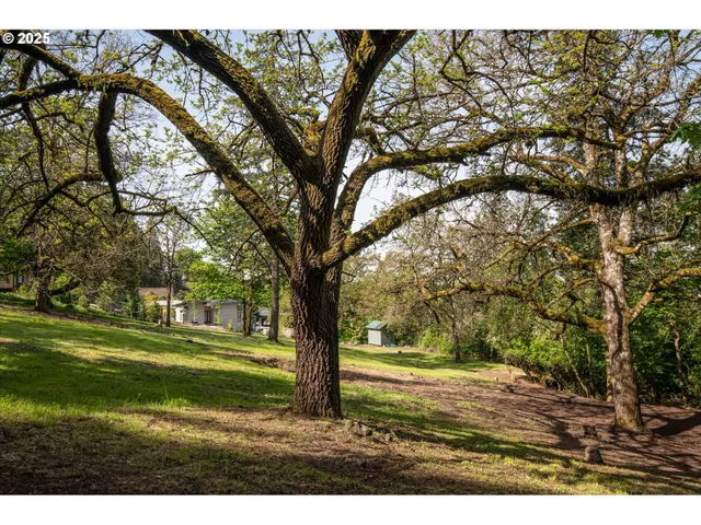 a view of a yard with a tree