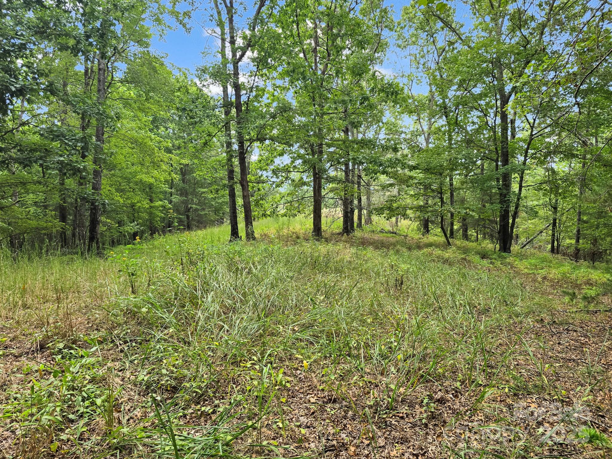 Tbd North Highland Road, Unit 6 Mill Spring, NC 28756 - Photo 17 of 37 a big yard with lots of green space and deers
