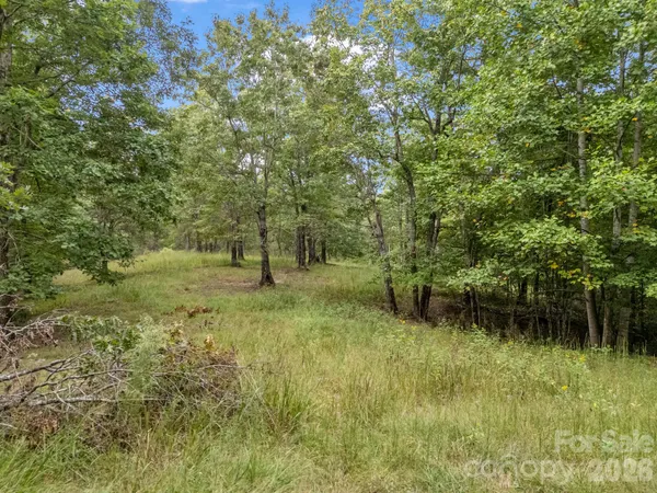 a view of a lush green forest with lots of trees