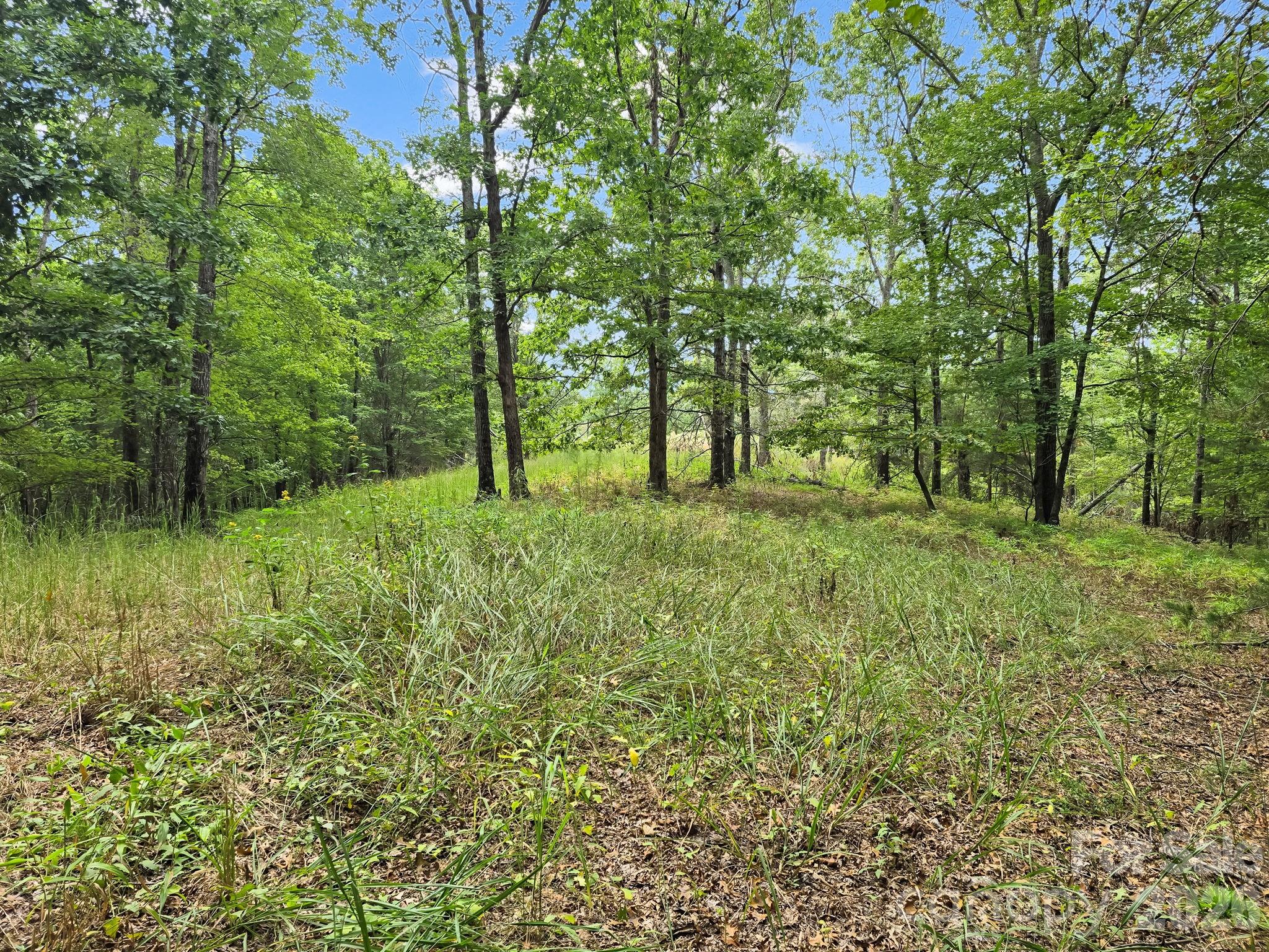Tbd North Highland Road, Unit 6 Mill Spring, NC 28756 - Photo 19 of 37 a big yard with lots of green space and deers
