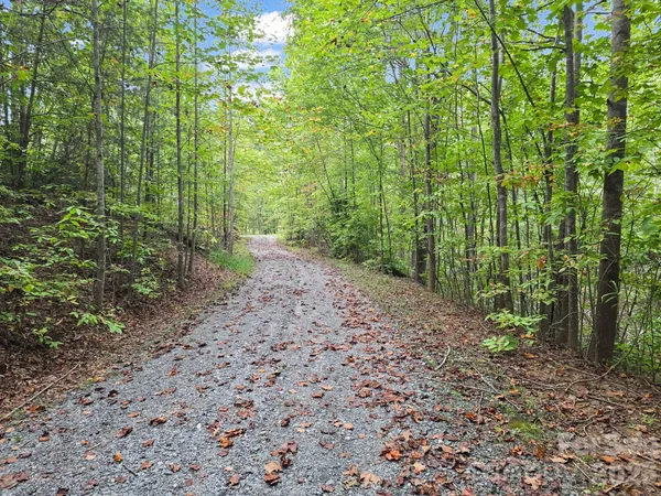 a view of a garden with large trees