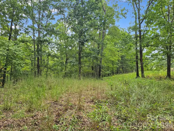 a view of a forest filled with trees