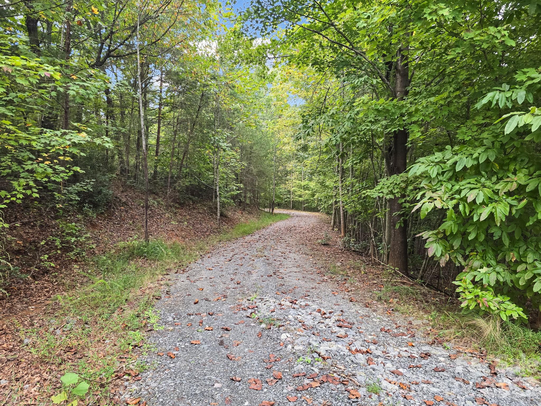 Tbd North Highland Road, Unit 6 Mill Spring, NC 28756 - Photo 30 of 37 a view of a forest filled with trees