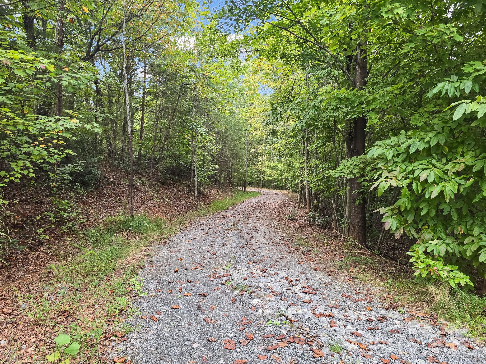 Tbd North Highland Road, Unit 6 Mill Spring, NC 28756 - Photo 30 of 37 a view of a forest filled with trees