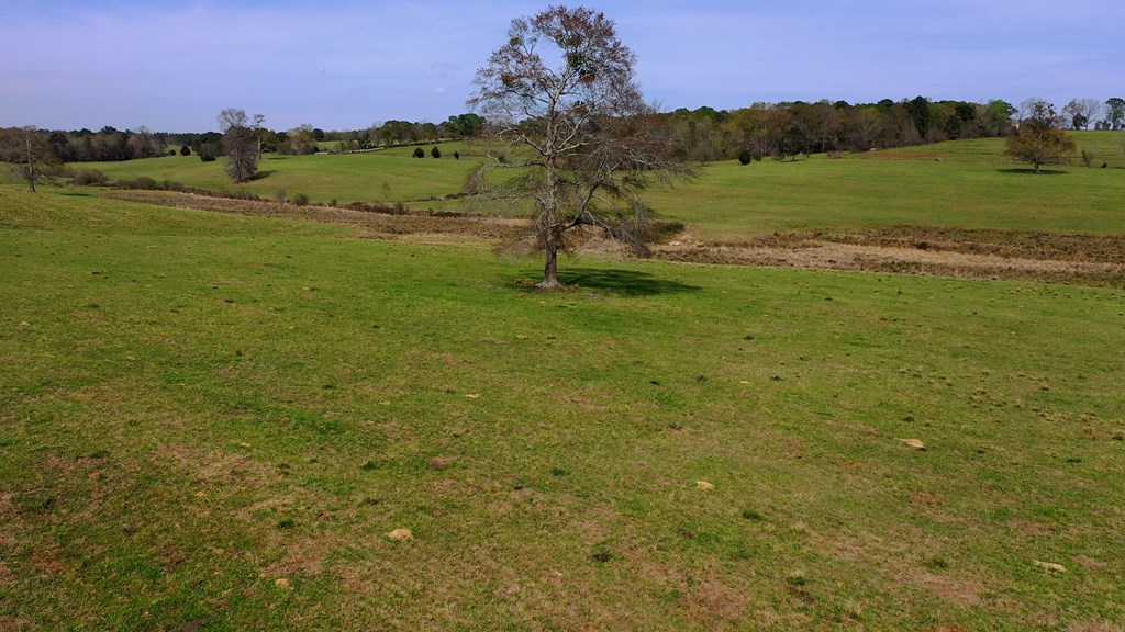 369 Bud Gary Road Clayton, AL 36016 - Photo 22 of 42