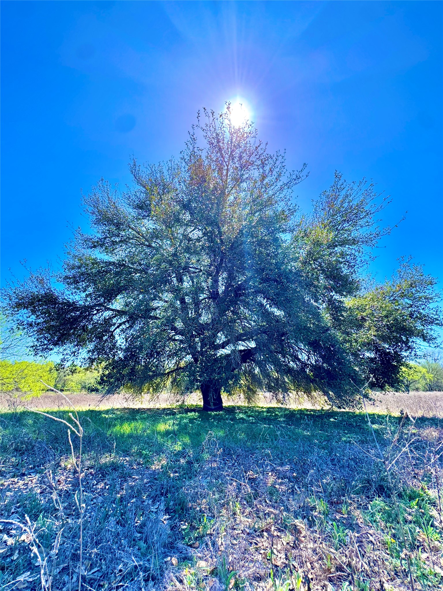 3775 Baker Road Kingsbury, TX 78638 - Photo 1 of 14 Mature tree with a broad canopy, set against a clear blue sky