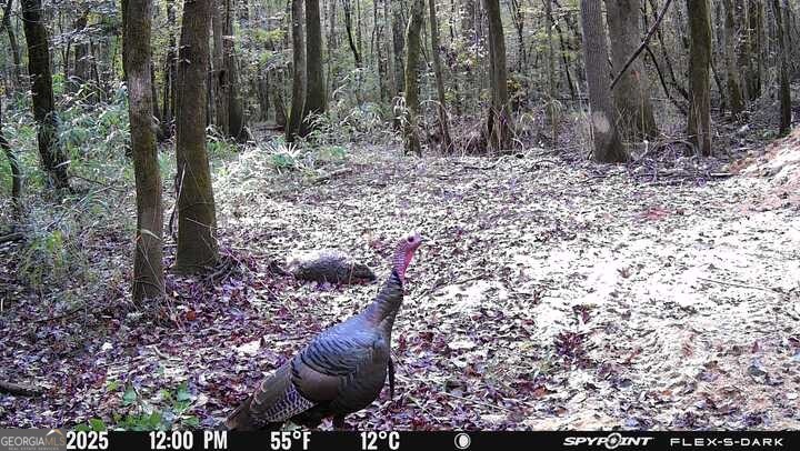 7329 Houston Road Macon, GA 31216 - Photo 36 of 46