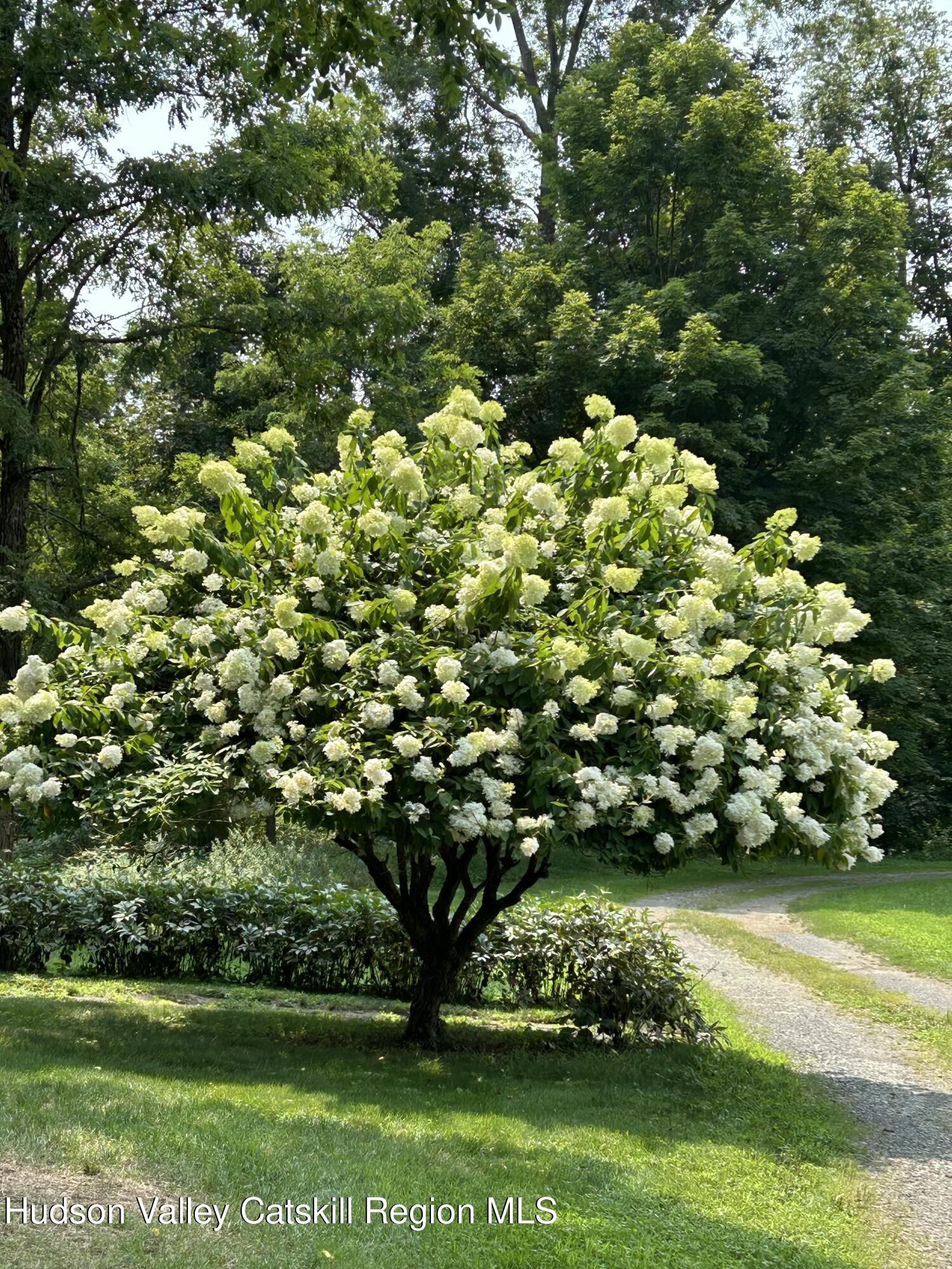 1193 Albany Post Road Gardiner, NY 12525 - Photo 40 of 45 hydrangae tree wap