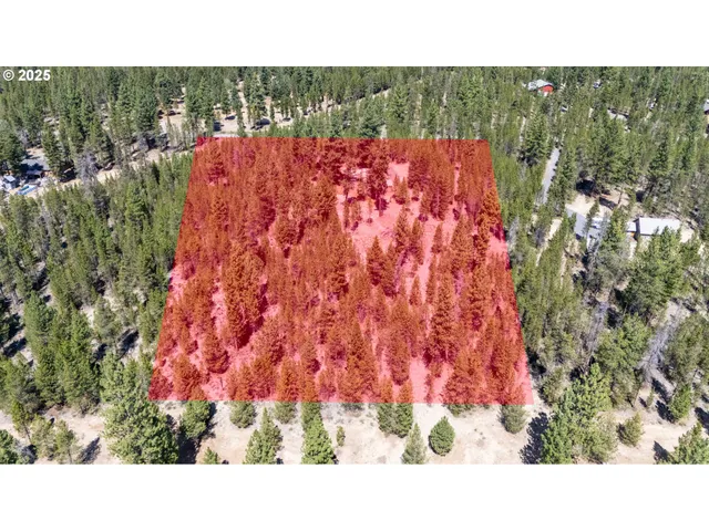 a open area with lots of trees