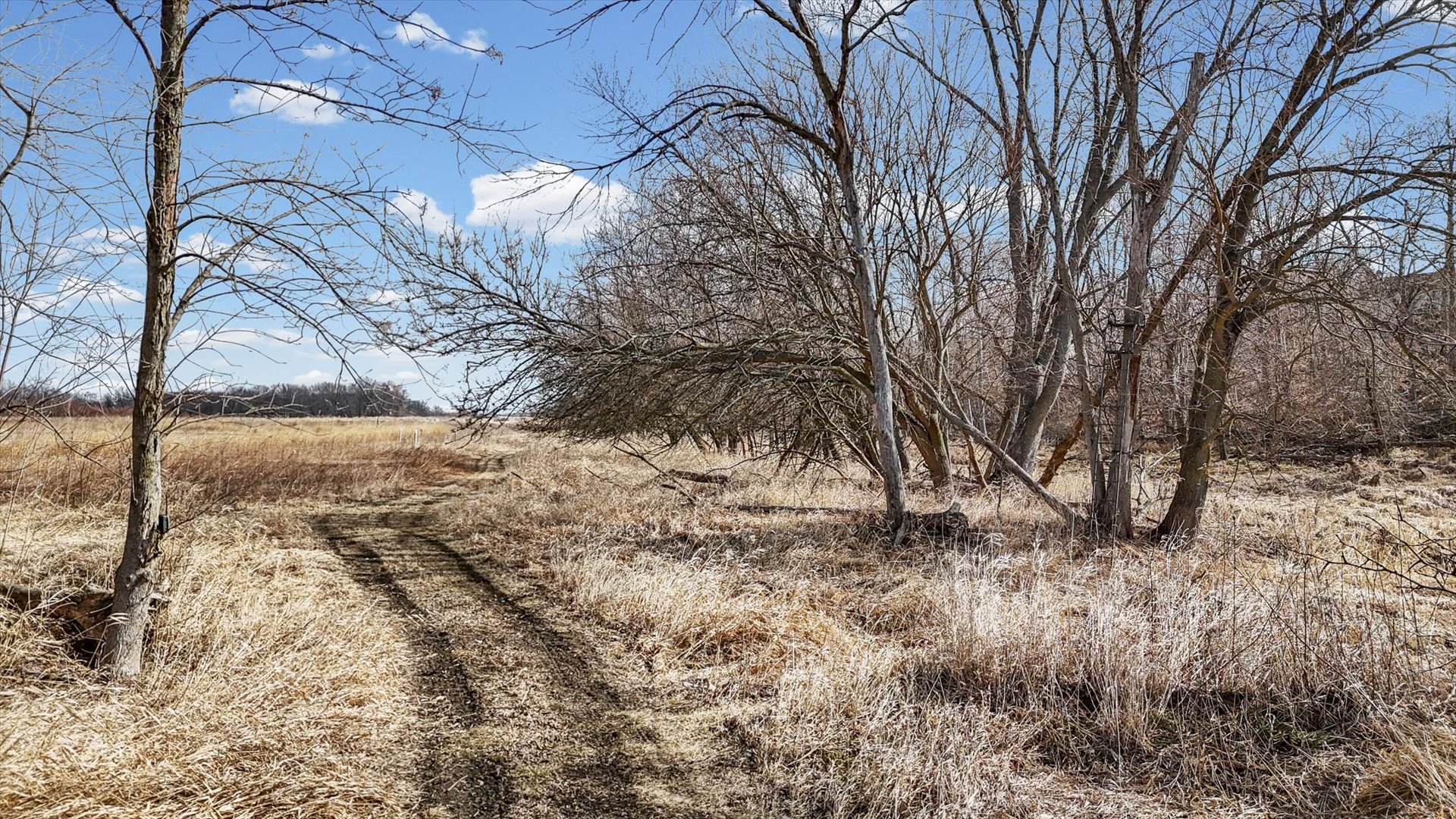 N 2545 E Road Farmer City, IL 61842 - Photo 16 of 47 a view of a yard with plants and trees
