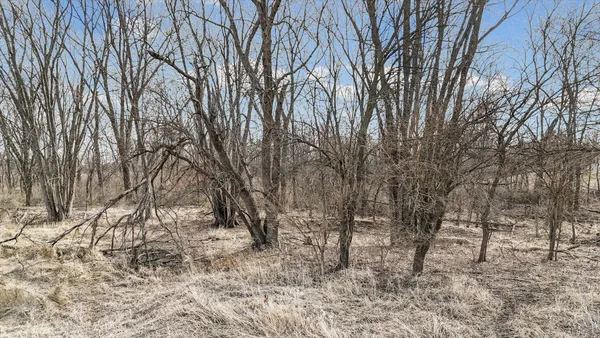a view of a yard with trees