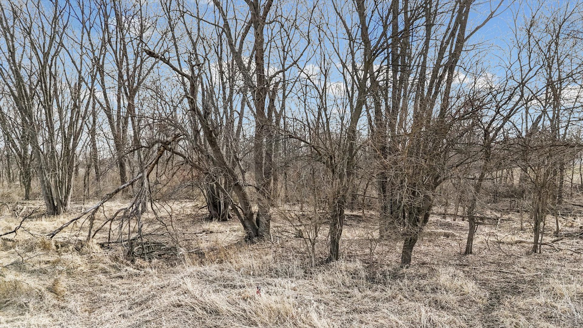 N 2545 E Road Farmer City, IL 61842 - Photo 3 of 47 a view of a yard with trees