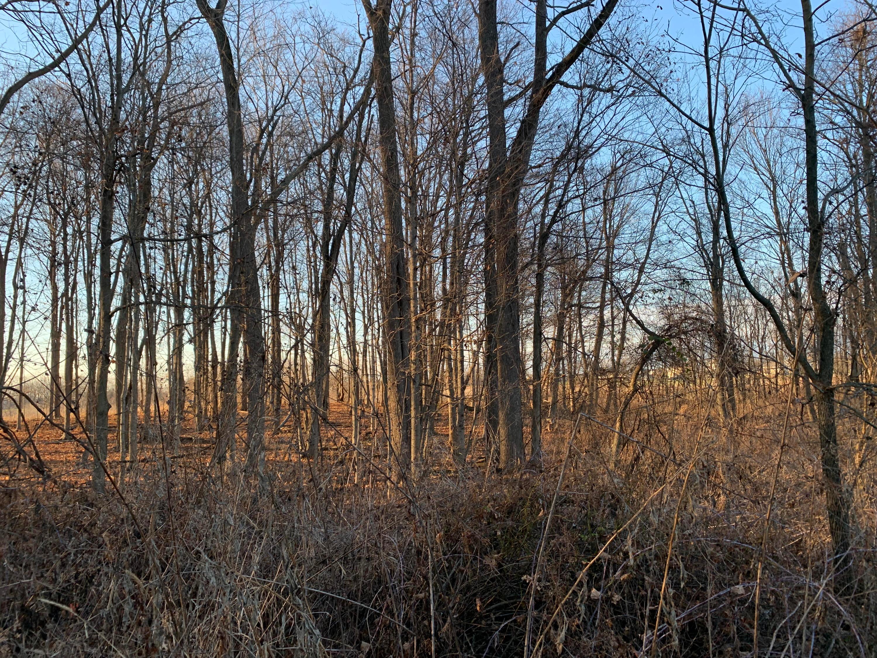 0 Reynolds Road Centerburg, OH 43011 - Photo 3 of 8 Mature Woods!