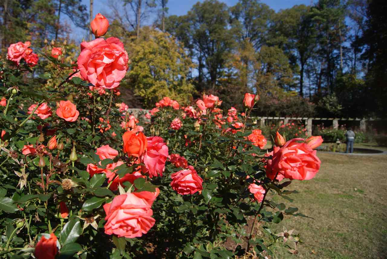 2707 Everett Avenue Raleigh, NC 27607 - Photo 5 of 23 Nearby Raleigh Rose Garden--