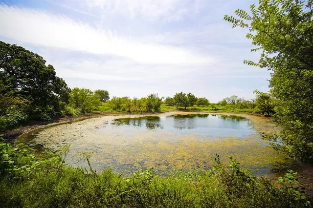 a view of a yard with plants and large trees