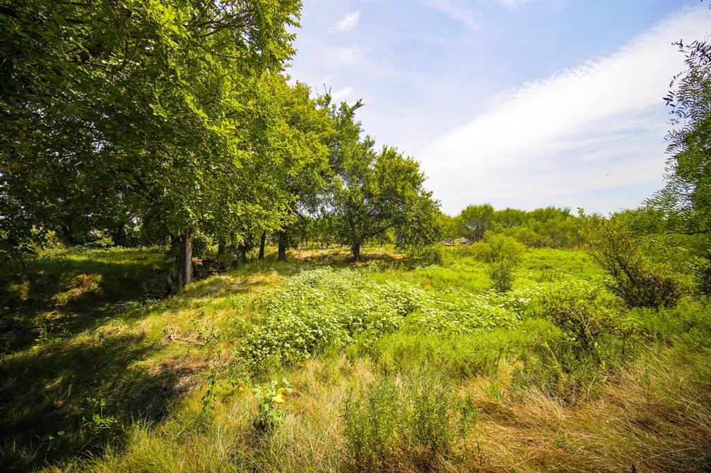 29.47-acres 29.47-acres Ballard Road Jacksboro, TX 76458 - Photo 18 of 26 a view of a yard with plants and large trees