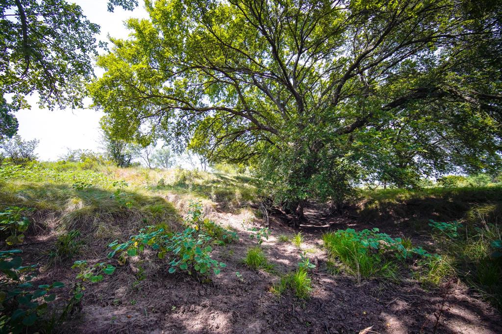 29.47-acres 29.47-acres Ballard Road Jacksboro, TX 76458 - Photo 19 of 26 a view of a large tree in a yard