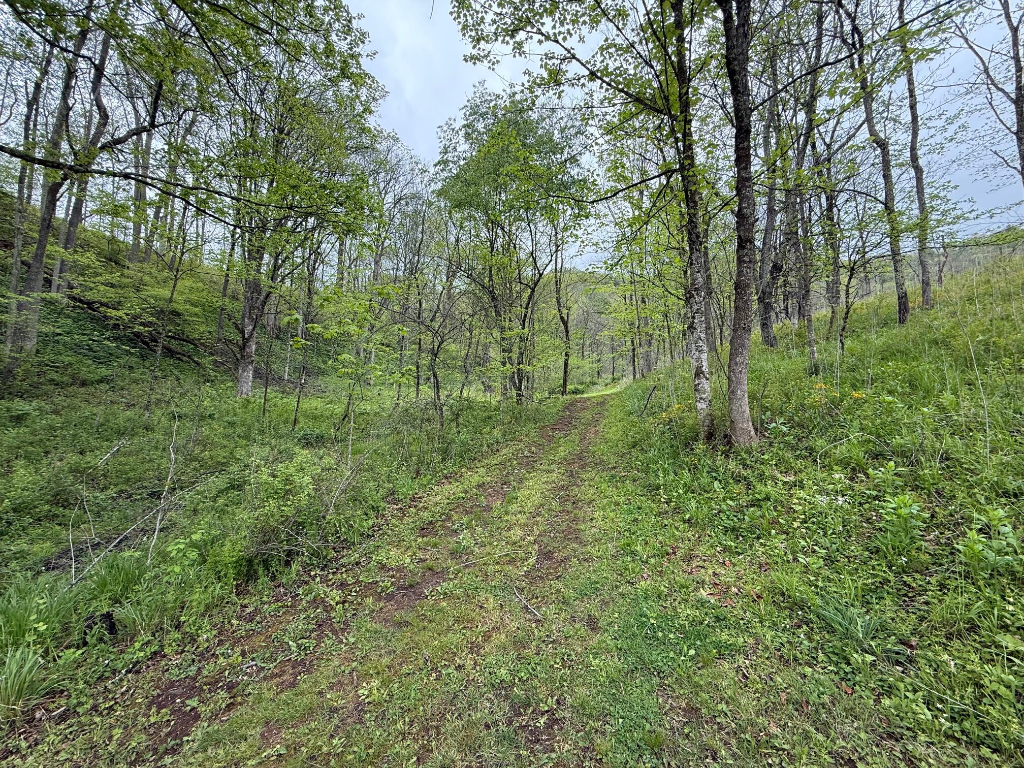 2468 Vly Ctr Road Monterey, VA 24465 - Photo 26 of 28 a view of a green field with lots of bushes