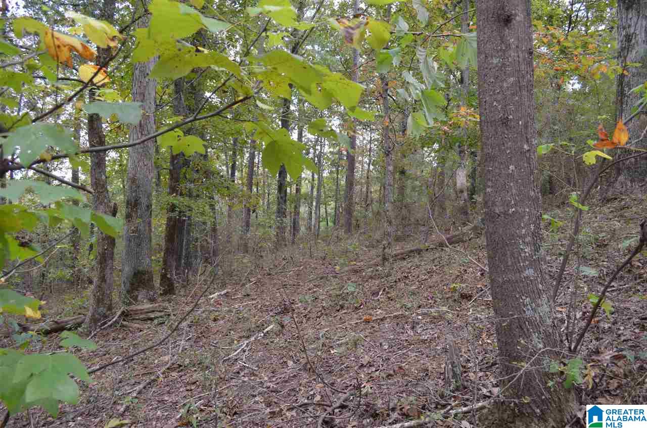 3370 Smith Mill Road Trafford, AL 35172 - Photo 7 of 15 Gallery Image 7