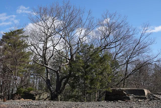 a view of a tree in a backyard