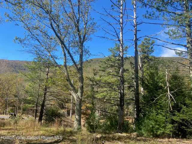 a view of a bunch of trees and bushes