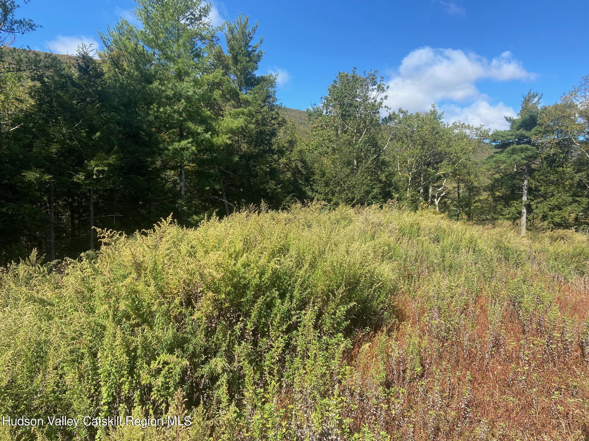 Tbd Manorville Road Saugerties, NY 12477 - Photo 9 of 17 a view of a bunch of trees and bushes